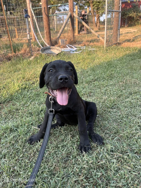 Orange Band – Cane Corso puppy for sale in Bradford, AR