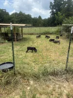 Yellow band, a female Cane Corso for sale in Bradford, AR – 5 of 7