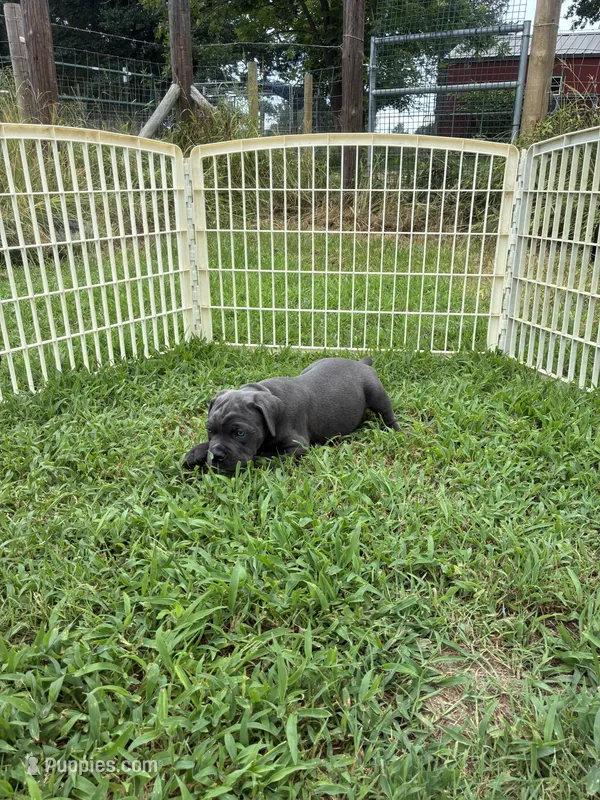 Chocolate band – Cane Corso puppy for sale in Bradford, AR
