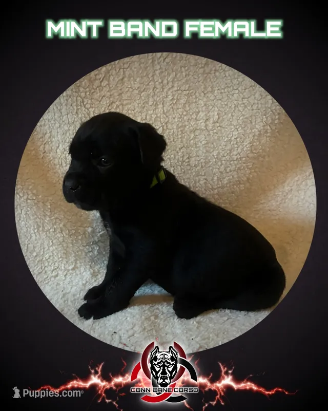 Mint Band – Cane Corso puppy for sale in Bradford, AR