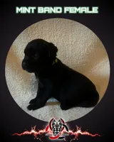 Mint Band, a female Cane Corso for sale in Bradford, AR – 1 of 4