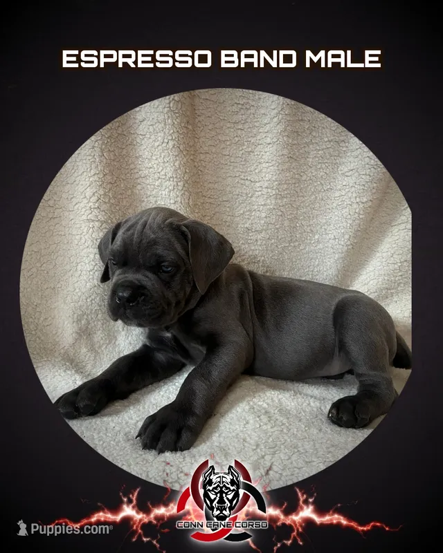 Espresso Band – Cane Corso puppy for sale in Bradford, AR