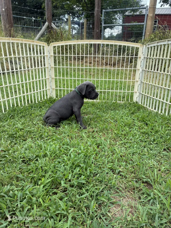 Green Band  – Cane Corso puppy for sale in Bradford, AR