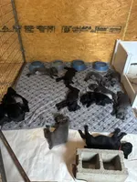 Pink Band , a female Cane Corso for sale in Bradford, AR – 2 of 4