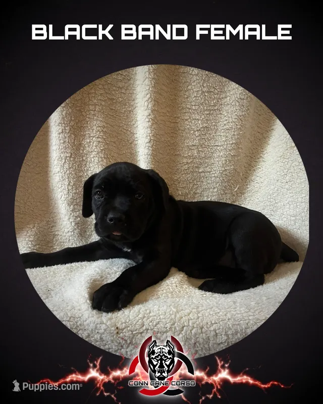 Black Band  – Cane Corso puppy for sale in Bradford, AR