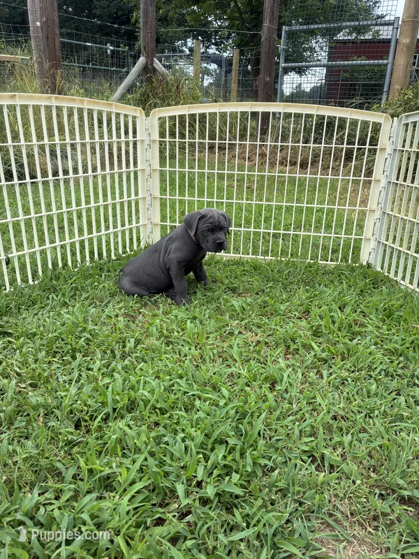 Pink Band  – Cane Corso puppy for sale in Bradford, AR