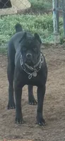 Violet band, a male Cane Corso for sale in Bradford, AR – 2 of 3
