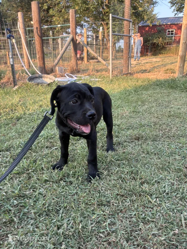 Purple – Cane Corso puppy for sale in Bradford, AR