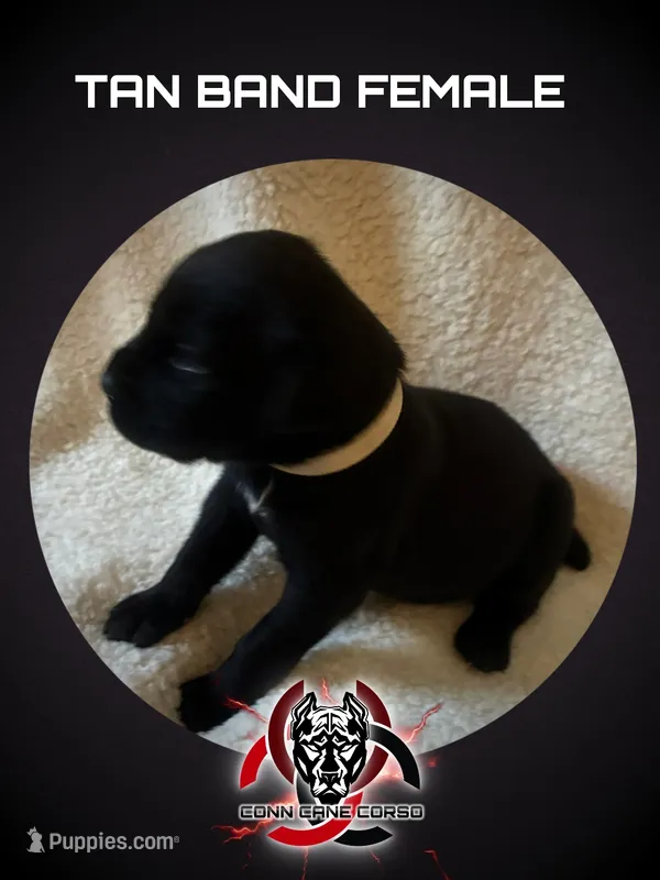 Tan Band  – Cane Corso puppy for sale in Bradford, AR