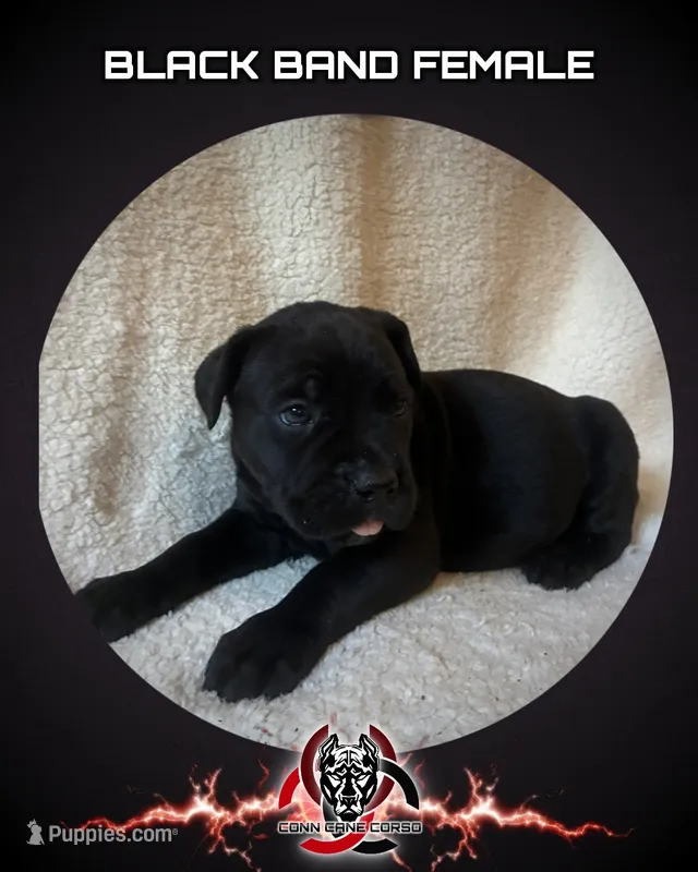 Black Band  – Cane Corso puppy for sale in Bradford, AR