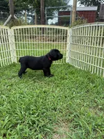 Red Band, a female Cane Corso for sale in Bradford, AR – 2 of 7
