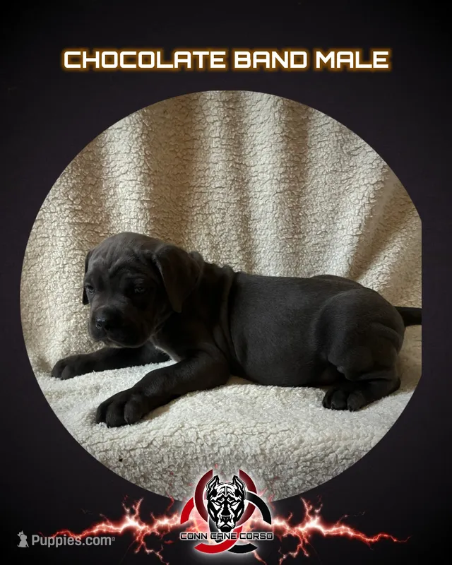 Chocolate band – Cane Corso puppy for sale in Bradford, AR