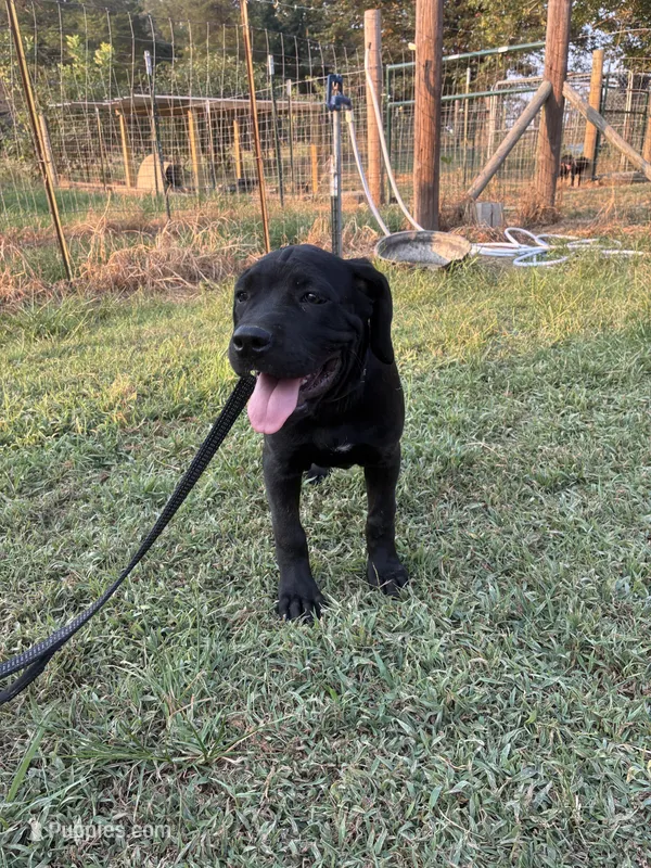 Black Band  – Cane Corso puppy for sale in Bradford, AR