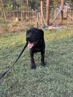 Black Band , a female Cane Corso for sale in Bradford, AR – 1 of 9