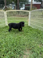 Red Band, a female Cane Corso for sale in Bradford, AR – 3 of 7