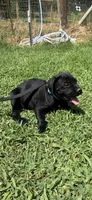 Blue band , a female Cane Corso for sale in Bradford, AR – 2 of 8