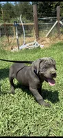 Light blue, a male Cane Corso for sale in Bradford, AR – 2 of 8