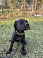 Tan Band , a female Cane Corso for sale in Bradford, AR – 2 of 10