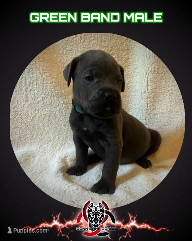 Green Band  – Cane Corso puppy for sale in Bradford, AR