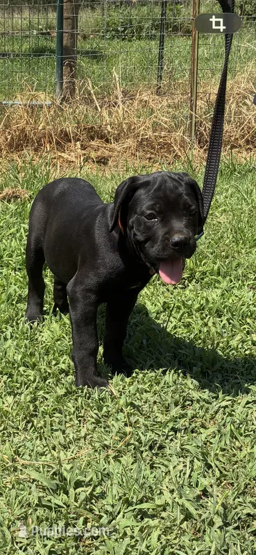 Orange Band – Cane Corso puppy for sale in Bradford, AR