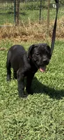 Orange Band, a female Cane Corso for sale in Bradford, AR – 1 of 9
