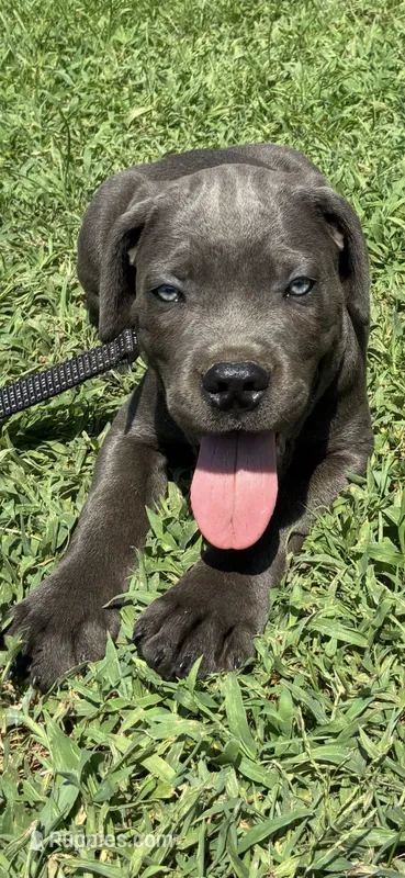 Green Band  – Cane Corso puppy for sale in Bradford, AR