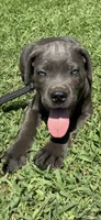 Green Band , a male Cane Corso for sale in Bradford, AR – 1 of 8