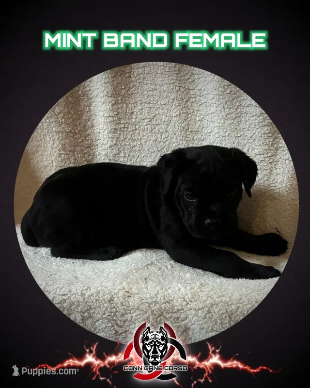 Mint Band – Cane Corso puppy for sale in Bradford, AR