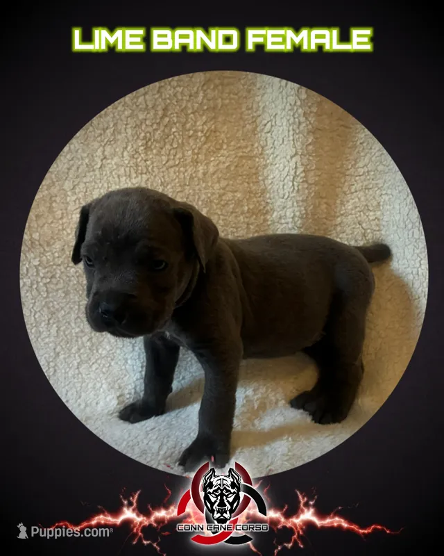 Lime band – Cane Corso puppy for sale in Bradford, AR