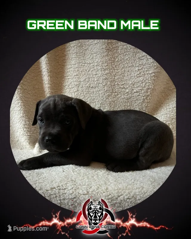 Green Band  – Cane Corso puppy for sale in Bradford, AR