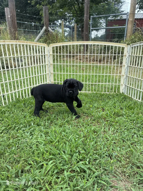 Pink Band  – Cane Corso puppy for sale in Bradford, AR