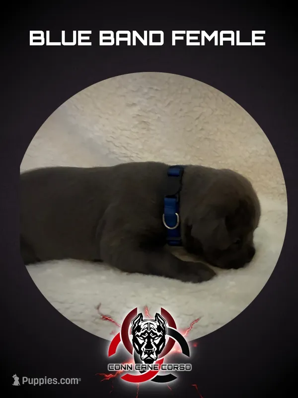 Blue Band – Cane Corso puppy for sale in Bradford, AR