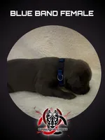 Blue Band, a male Cane Corso for sale in Bradford, AR – 1 of 5