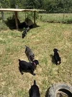Orange Band, a female Cane Corso for sale in Bradford, AR – 7 of 9