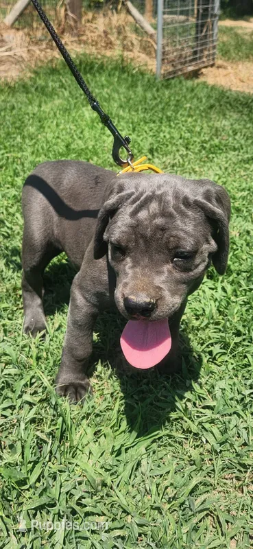 Yellow band – Cane Corso puppy for sale in Bradford, AR