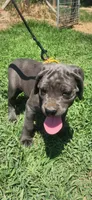 Yellow band, a female Cane Corso for sale in Bradford, AR – 1 of 7