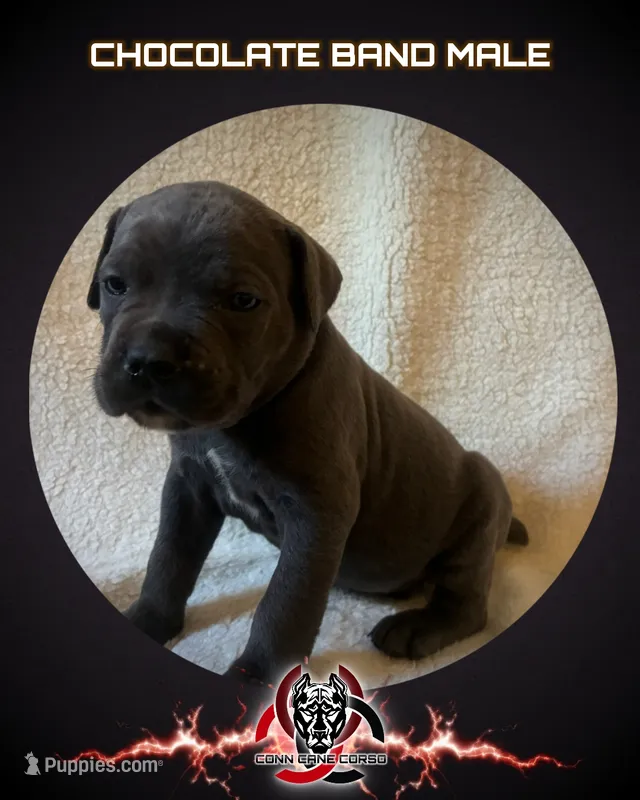 Chocolate band – Cane Corso puppy for sale in Bradford, AR