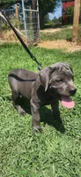 Yellow band, a female Cane Corso for sale in Bradford, AR – 2 of 7