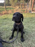 Tan Band , a female Cane Corso for sale in Bradford, AR – 3 of 10