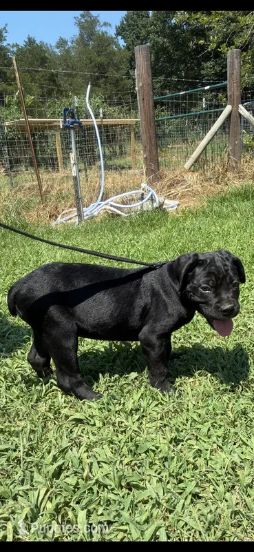 Purple – Cane Corso puppy for sale in Bradford, AR
