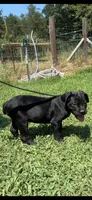 Purple, a female Cane Corso for sale in Bradford, AR – 1 of 6