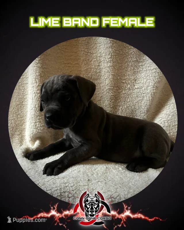 Lime band – Cane Corso puppy for sale in Bradford, AR