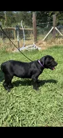 Purple, a female Cane Corso for sale in Bradford, AR – 2 of 6