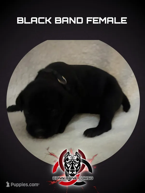 Black Band  – Cane Corso puppy for sale in Bradford, AR