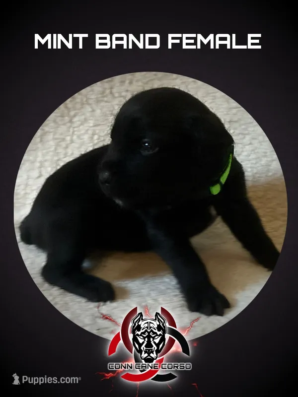 Green Band – Cane Corso puppy for sale in Bradford, AR
