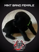 Green Band, a female Cane Corso for sale in Bradford, AR – 1 of 4