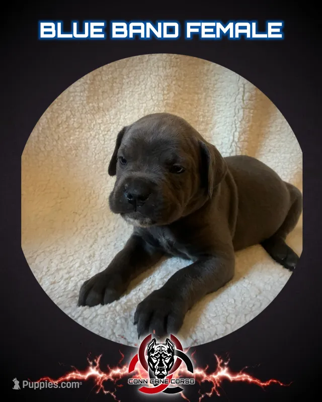 Blue Band – Cane Corso puppy on hold in Bradford, AR