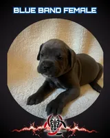 Blue Band, a female Cane Corso for sale in Bradford, AR – 1 of 5