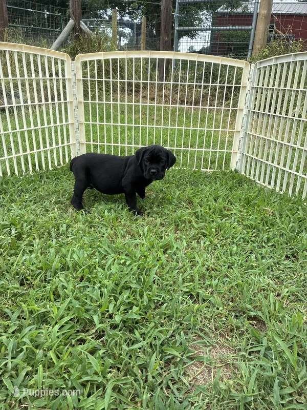 Orange Band – Cane Corso puppy for sale in Bradford, AR