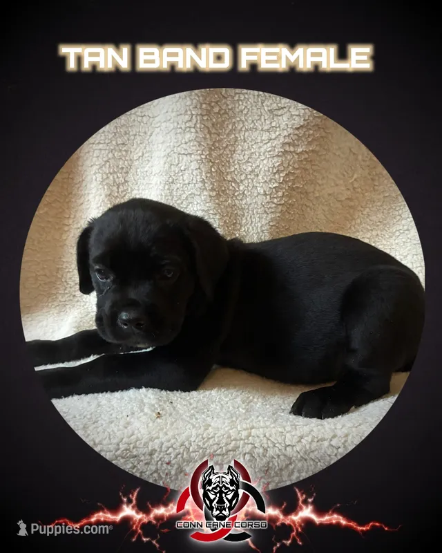Tan Band  – Cane Corso puppy for sale in Bradford, AR